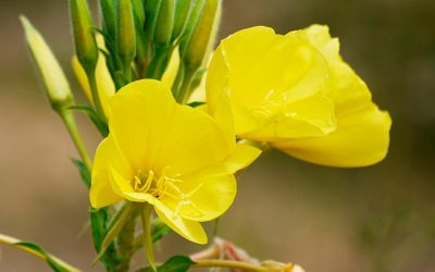 Aceite de onagra virgen prensado en frio
