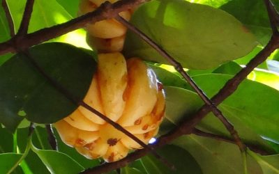 El poder saciante de la Garcinia Cambogia